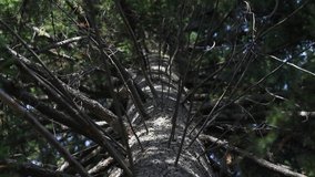 The trunk and lush crown of a large tree are shot from the bottom up. Bottom view of the crown of a huge old spruce with glittering sun and shadows on the trunk and branches swaying from the wind. - Powered by Shutterstock - Get 15% off with code: PIKWIZARD15