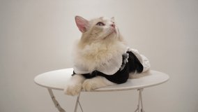 Sleepy ragdoll cat in maid dress sit on white table, look very sad, gery background, 2020 new 4K cat video