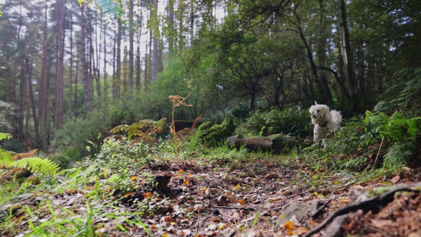 Miniature Poodle Dog walking through forrest in slow motion Royalty-Free Stock Footage #1059637868
