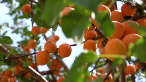 apricot tree close up. Large ripe apricots on a tree branch close-up. An orchard with green leaves and fruit. Harvest time. Natural sweets and vitamins