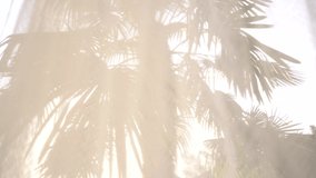 Video shot of the sun shining between a white curtain and palm leaves. Landscape slow motion video. Lateral tracking shot.