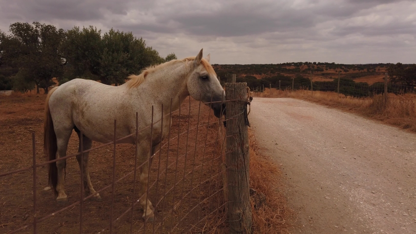 Amazing white horse near a fence on a farm