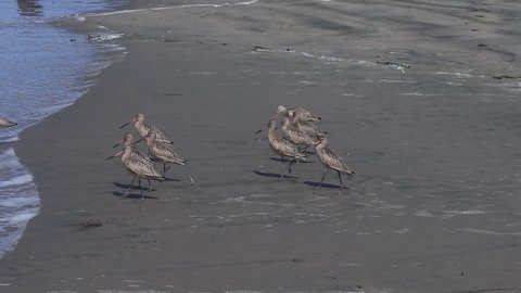 Ocean Beach, San Francisco, CA 94122 USA
A Family, flock of Long billed Curlew watimg for the wave to come so they could rush to get food from the ocean. 3 of 3