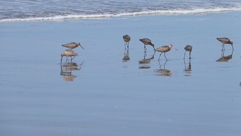 Ocean Beach, San Francisco, CA 94122 USA 
A Family, flock of Long billed Curlew watimg for the wave to come so they could rush to get food from the ocean. 1 of  3
