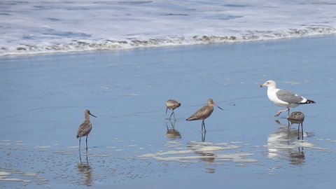 Ocean Beach, San Francisco, CA 94122 USA
A Family, flock of Long billed Curlew watimg for the wave to come so they could rush to get food from the ocean.  2 of 3