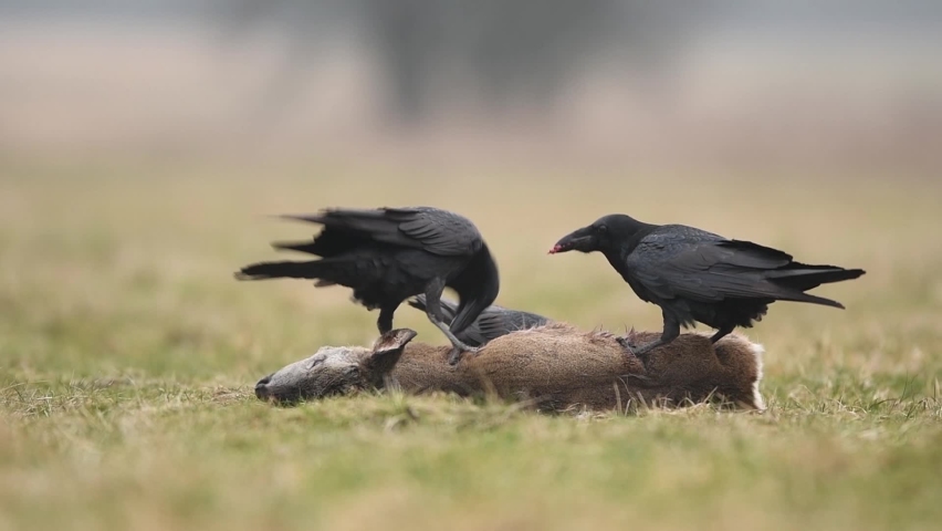 71 Raven Eating Dead Animal Stock Video Footage - 4K and HD Video Clips |  Shutterstock