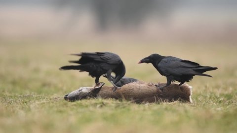 Ravens eating dead roe deer