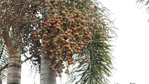 Areca or maman is a type of monocot plant that is classified as paleman. The areca tree belongs to the Arecaceae family in the order Arecales. This tree is a plant with high economic value and potenti