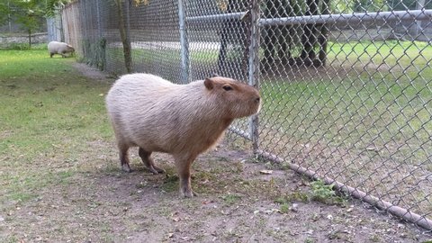 Capybara standing and another one in the distance. The capybara sits down.
