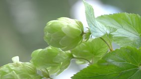 Hop cones twigs on the plantation in vertical video in 4k slow motion 60fps