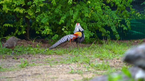 Phoenix Bird Stock Video Footage 4k And Hd Video Clips Shutterstock