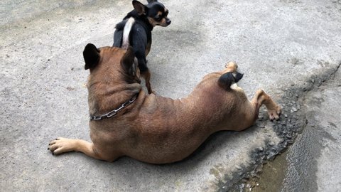 Concept of Breeding of dog.Adorable french bulldog moving the body like a dance,male french bulldog walk followed when he smells a female chihuahua in heat,cute dog.