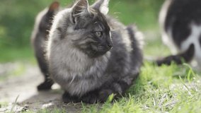 Lovely fluffy cat on natural background.
