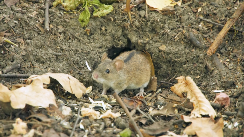 Small fluffy field mouse sitting in autumn forest near mice hole. Cute hungry rodent eating. Lunar horoscope sign 2020. Concept of chinese symbol for happy new year Royalty-Free Stock Footage #1059663110