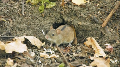 Small fluffy field mouse sitting in autumn forest near mice hole. Cute hungry rodent eating. Lunar horoscope sign 2020. Concept of chinese symbol for happy new year
