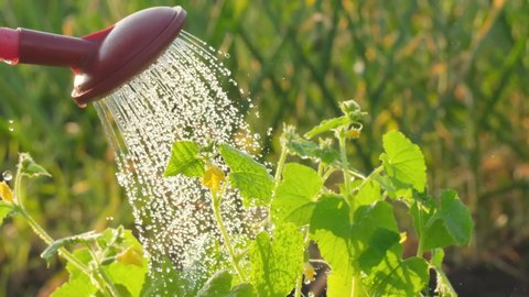 Farmer gardener used Watering can for irrigation to water for green cucumber flower, seedlings plants vegetable in garden. close-up. Organic farming summer spring gardening products concept 4 K slowmo
