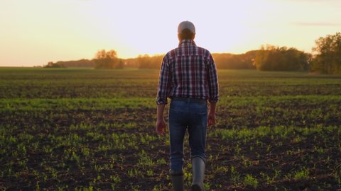 Young male farmer man in rubber boots, shirt walking through vegetables growing green field of wheat at sunset spring, Farming Agriculture harvesting food farmland ground concept back view 4 K slow-mo