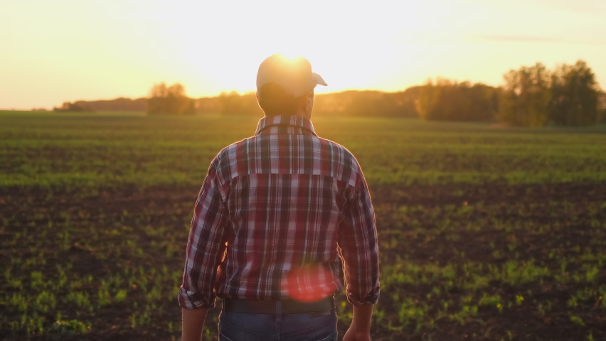 Young male farmer man in rubber boots, shirt walking through vegetables growing green field of wheat at sunset spring, Farming Agriculture harvesting food farmland ground concept rear view 4 K slow-mo Royalty-Free Stock Footage #1059664769
