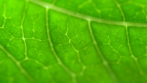 Cell Structure View of Leaf Surface Showing Plant Cells For Education. Leaf in Macro Shot Background. Bright Green Leaves of Plant or Tree With Texture and Pattern Close Up.