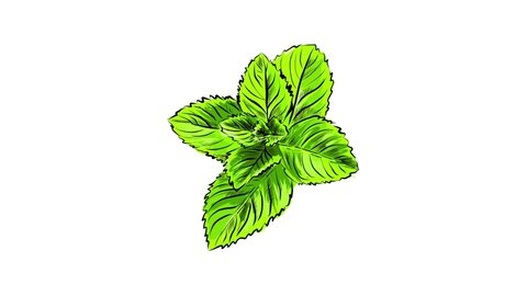 Fresh Mint Leaf Vector Illustration Stock Vector (royalty Free 