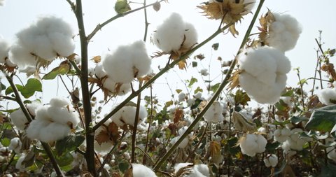 Cotton field of the plantation, high-quality cotton Bush, ready for harvest, against the background of the sun, 4 to video
