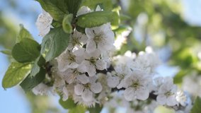 Apple tree blossom. High quality 4k footage