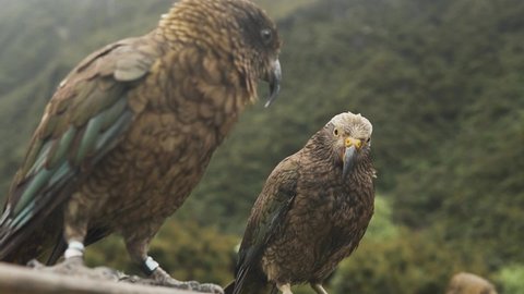 Wild Kea Parrots Close-up Jumping Over Other Kea, Birds in Big Valley. Arthurs Pass, New Zealand