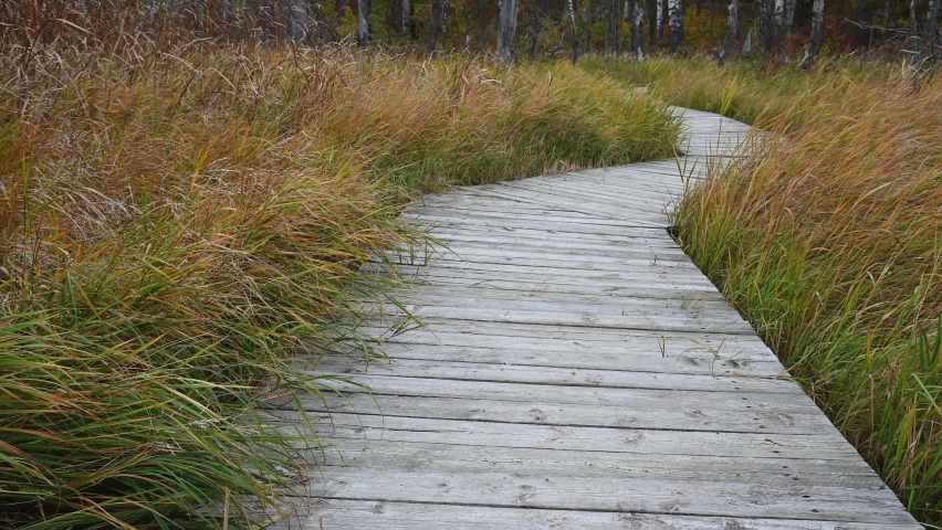 A weathered wooden walkway winds through a grassy march and into a distant forest.  The grass is moving very slowly in a light wind.
