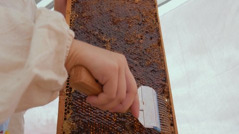 Female beekeeper Unseal Honeycomb. A close-up knife opens honeycomb with honey on frame made of beehive.