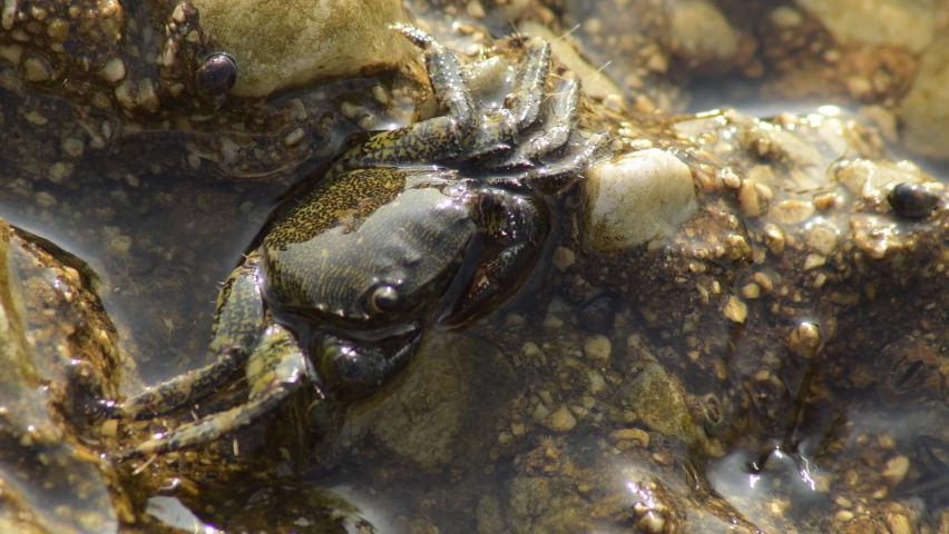 Warty crab in a rock in the beach