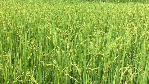 米 イラスト 稲穂 Stock Video Footage 4k And Hd Video Clips Shutterstock