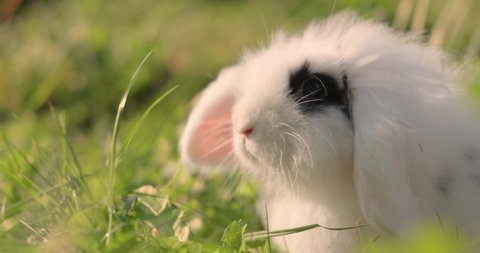 Dwarf Angora Rabbit in the green grass.