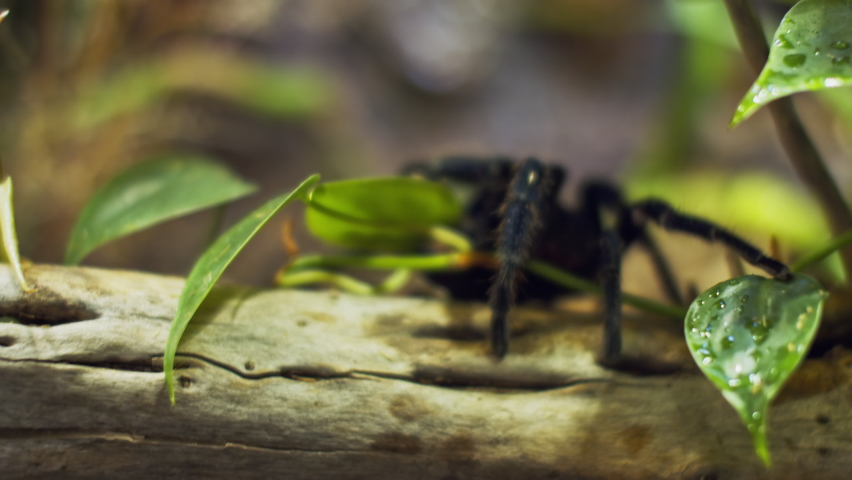 A large spider climbs into a hole in the web. Macro. House of pests. Close. Disaster for the forest.RAW
