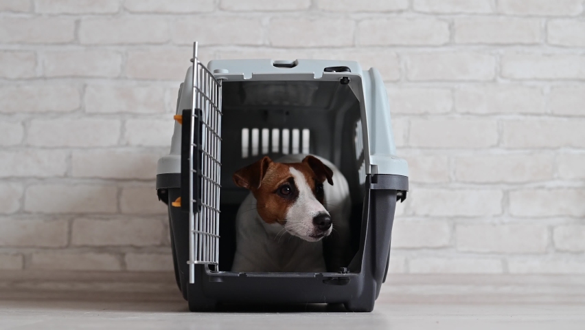 animal tuckerbox dog enclosure