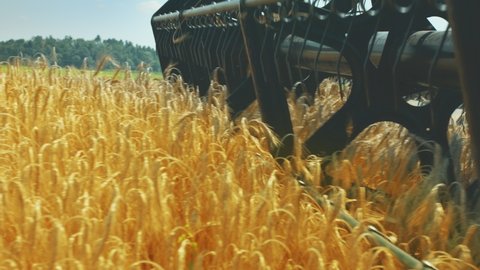 Modern combine harvester collects ripe wheat on a big field in Europe. Slow motion video of combine mower mechanism harvesting wheat.