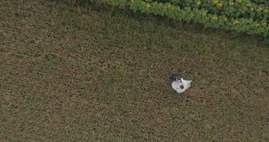 Aerial view of romantic wedding couple of groom and bride. top view of a romantic young couple.  in a field of sunflowers. No face