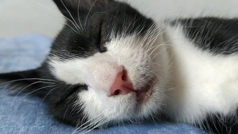 Eyeball movements in a sleeping black and white cat. The kitten has a REM sleep and twitches. Convulsions and facial cramps