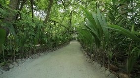 A small path through the thick vegetation of an island 