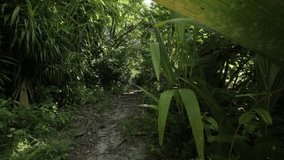 A small path through the thick vegetation of an island 