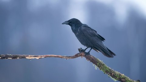 Raven ( Corvus corax ) on the branch 