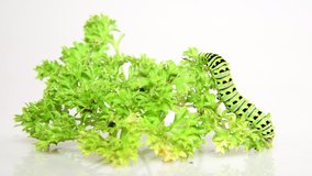 HD video one Old World, or Common Yellow Swallowtail caterpillar eating parsley, white background.
