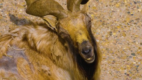 Close up of male markhor goat, screw horn goat.	
