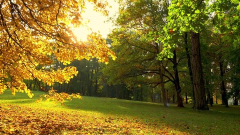 The bright colors of golden autumn painted the leaves of the trees in yellow and red colors.