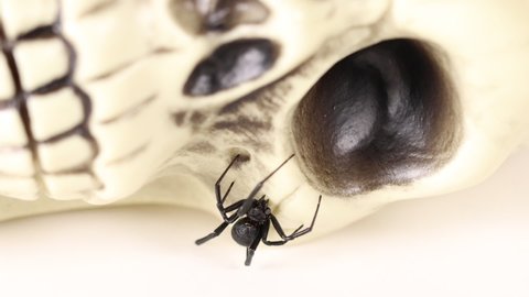 Black widow perches on skull near eye socket