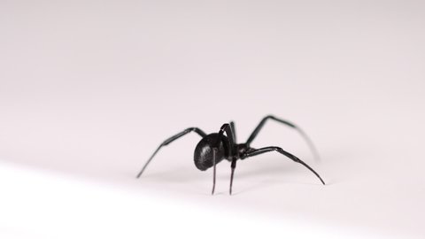 Black widow on white surface walking into view and crawling out of focus shallow depth of field