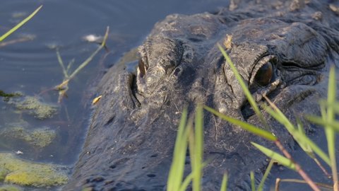 alligator eyes waiting in the weeds to snatch prey