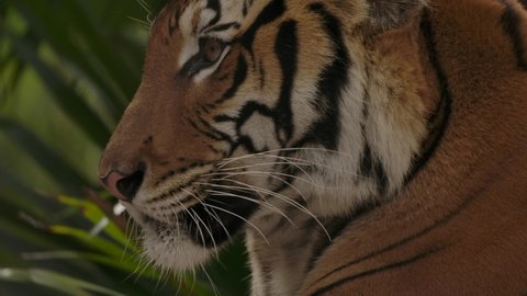 tiger closeup side profile as jungle sways in slow motion
