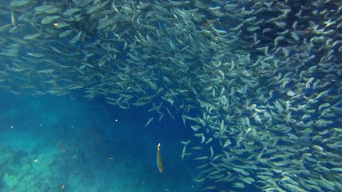 A large school of sardines captured from up close.