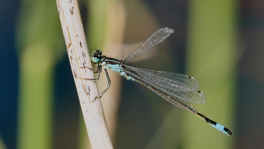 small blue dragonfly resting on a twig and spreading its wings.