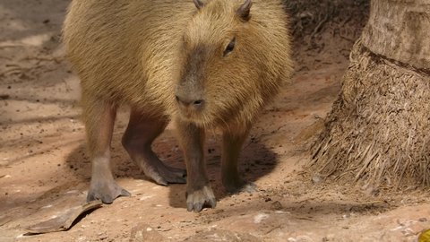 capybara turns slow motion on jungle riverbank